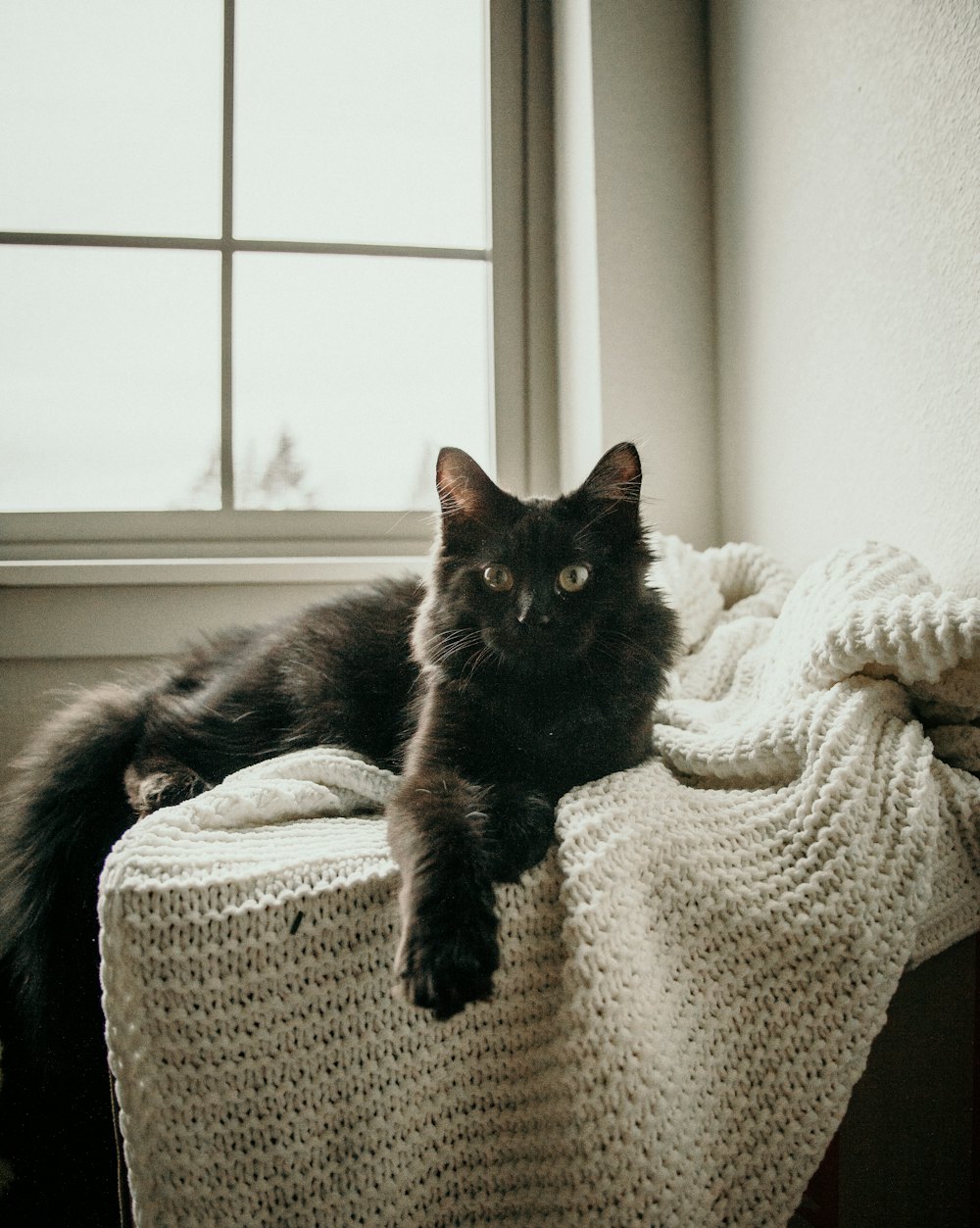 Cat resting safely by a window with cat-safe mesh installed