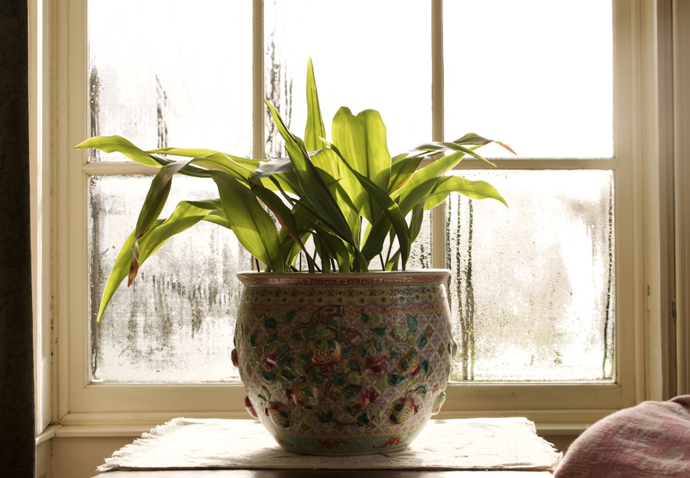 Plants on a windowsill with fresh air and insects kept out